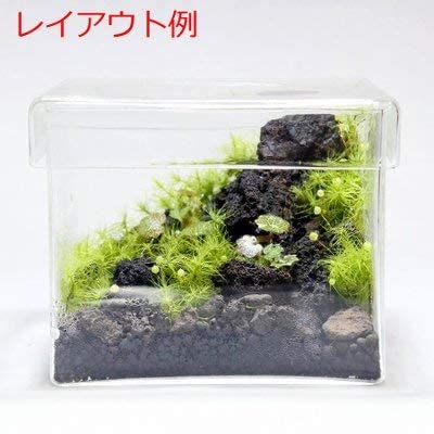 超美品の Inami035 天然苔4種 ユキノシタ小さめ50本 植物/観葉植物